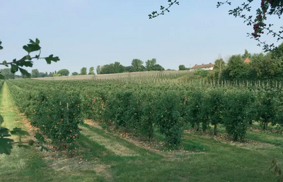 Orchards at Well Street